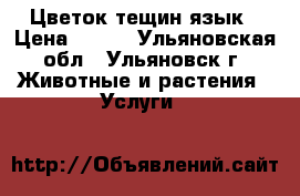 Цветок тещин язык › Цена ­ 170 - Ульяновская обл., Ульяновск г. Животные и растения » Услуги   